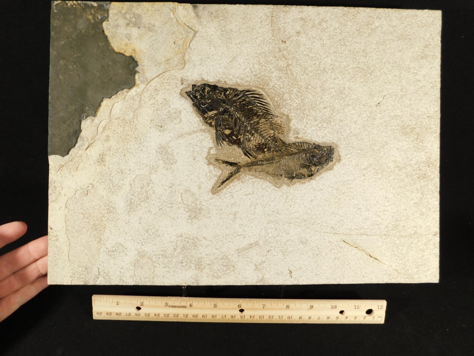 Two! SPECIES Rare Priscacara FISH Fossil and Diplomystus On HUGE Matrix Wyoming