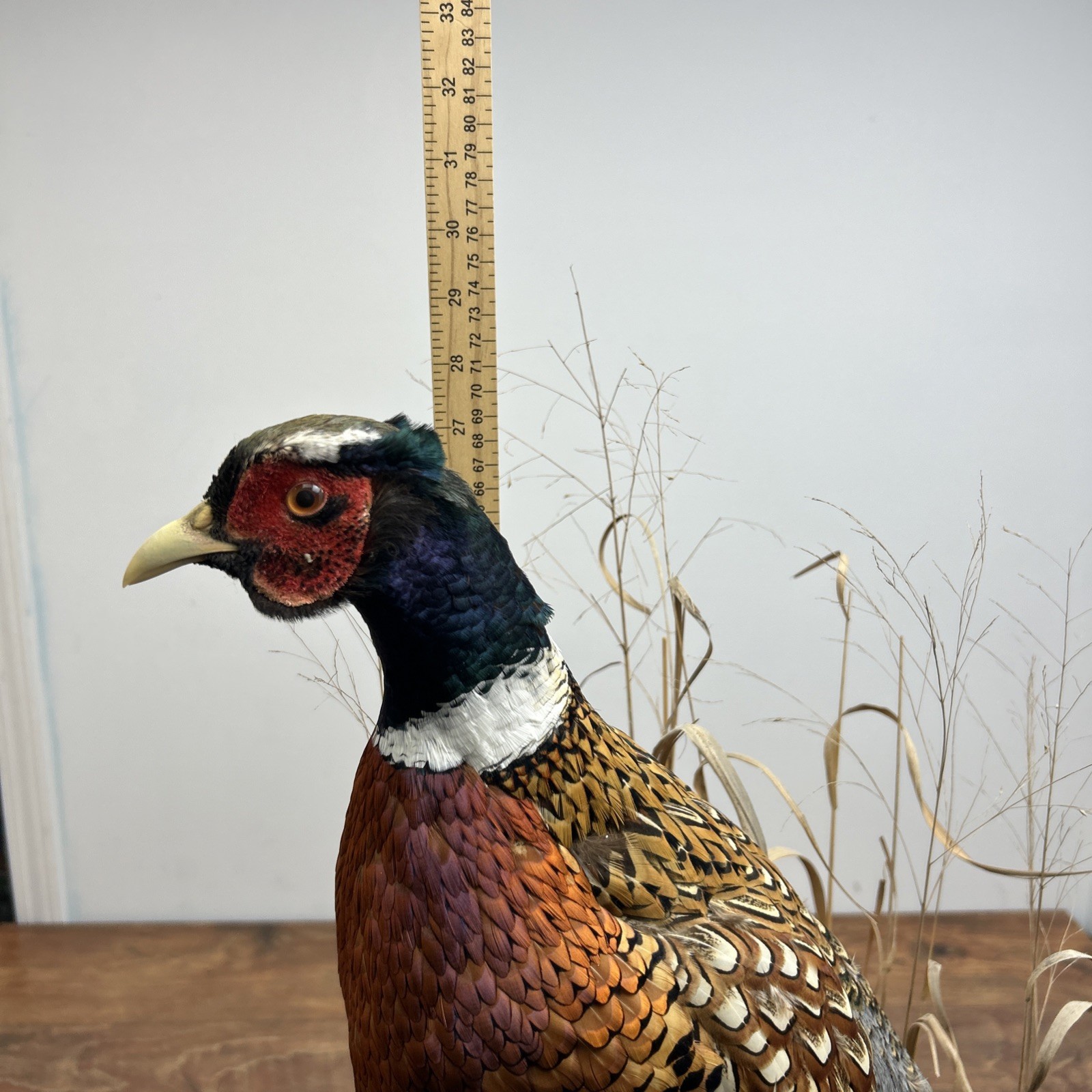 Ringneck Rooster Pheasant Taxidermy Standing Mount Habitat Base Foliage Wood