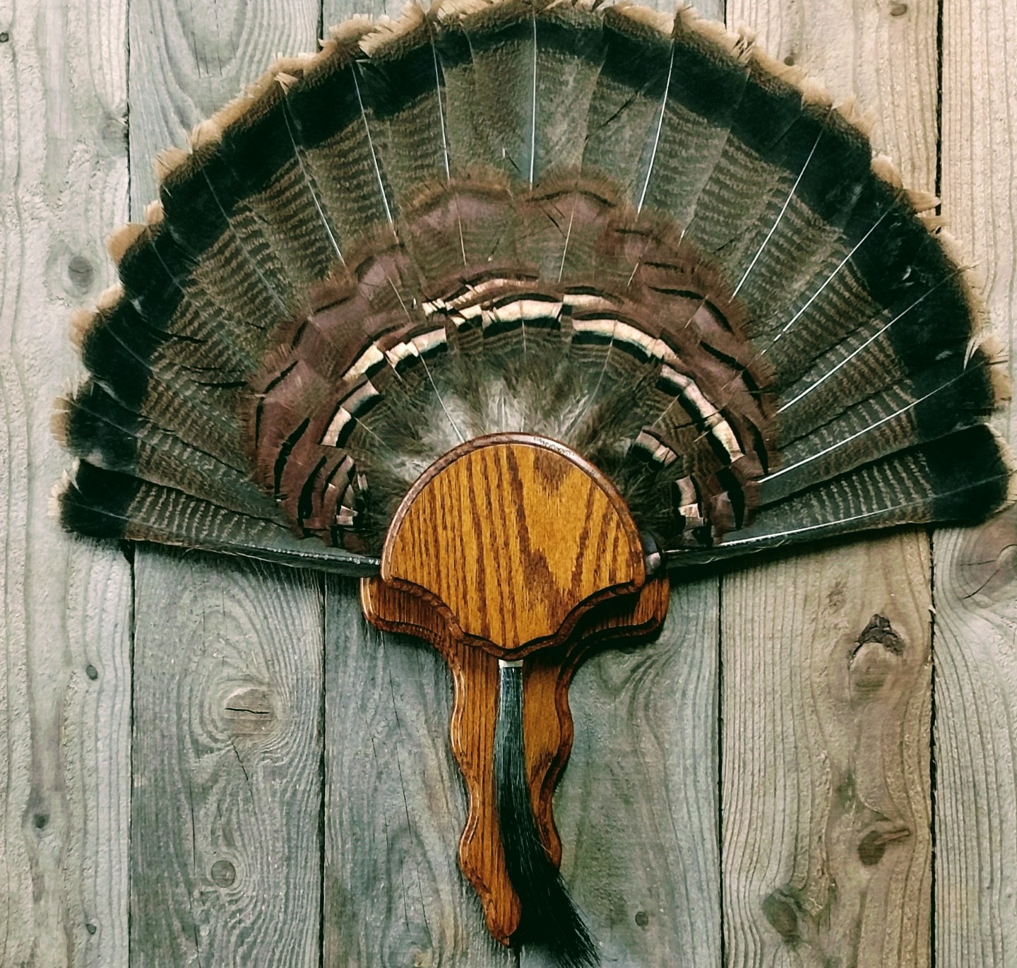 OAK TURKEY TAIL FAN PANEL TROPHY PLAQUE  TAXIDERMY DISPLAY