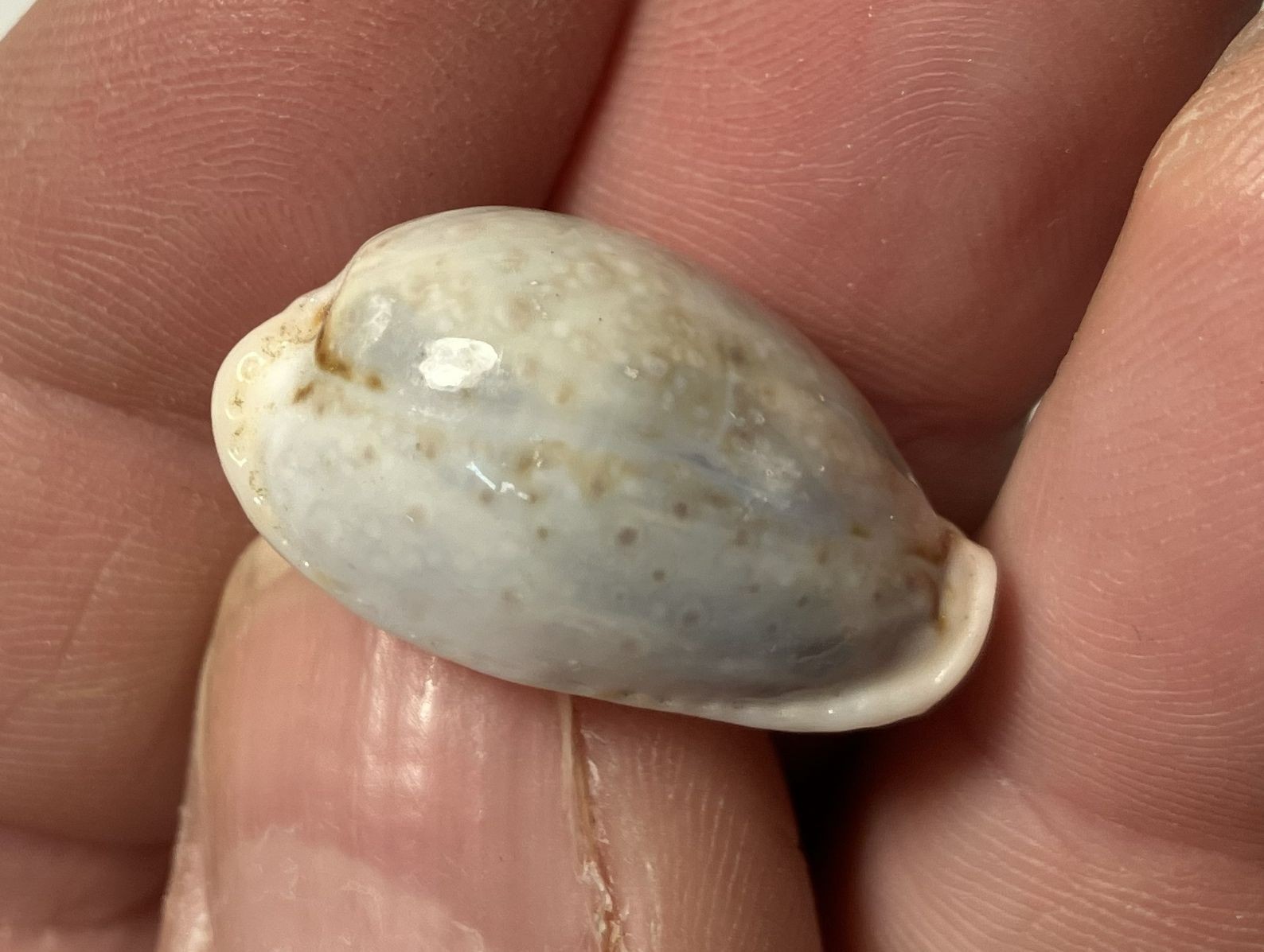 Cypraea collection. 8 shells and 6 species. Great Shape. worldwide collection