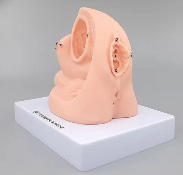 1PC Female Urethral Catheterization Training Simulator Model, Simplified Urinary