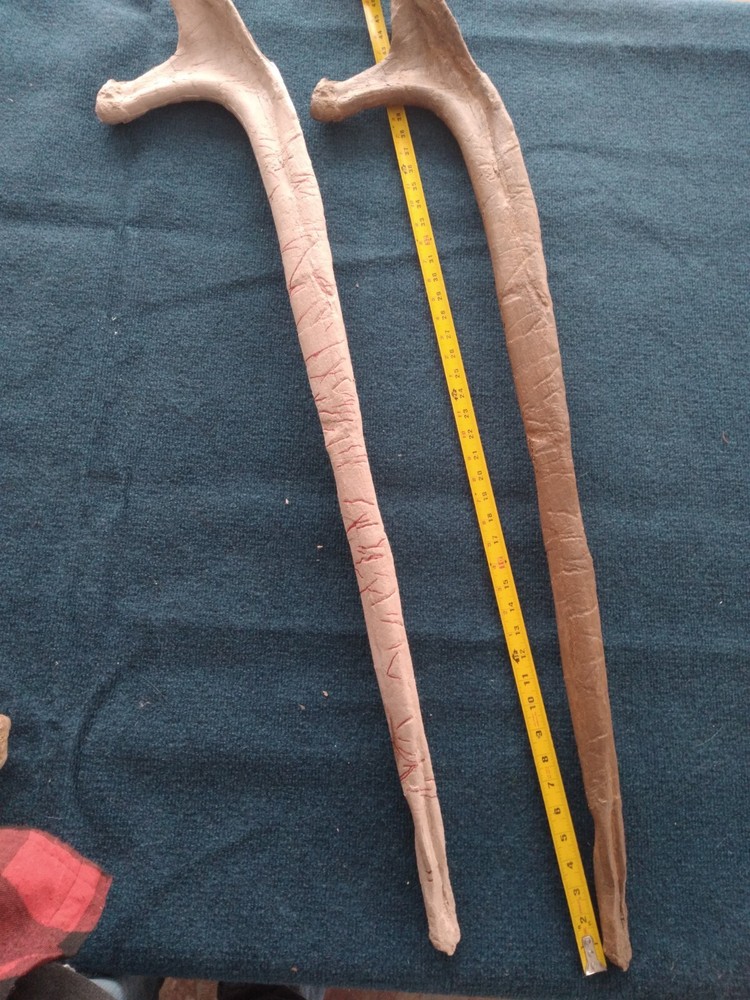 Triceratops Rib with Pathologies! cast replica