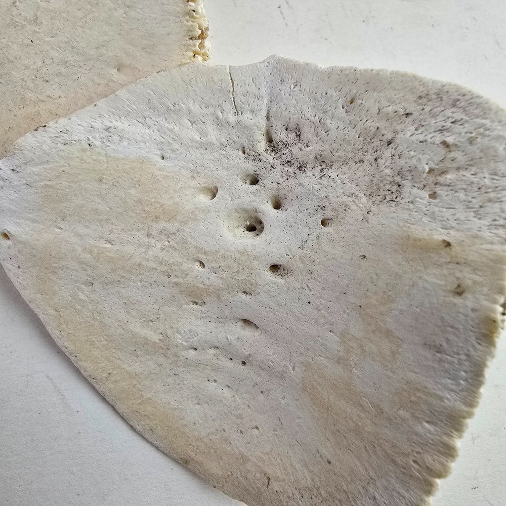 Gator Alligator Back Scute bone bones Bony scutes croc weird Osteoderms white