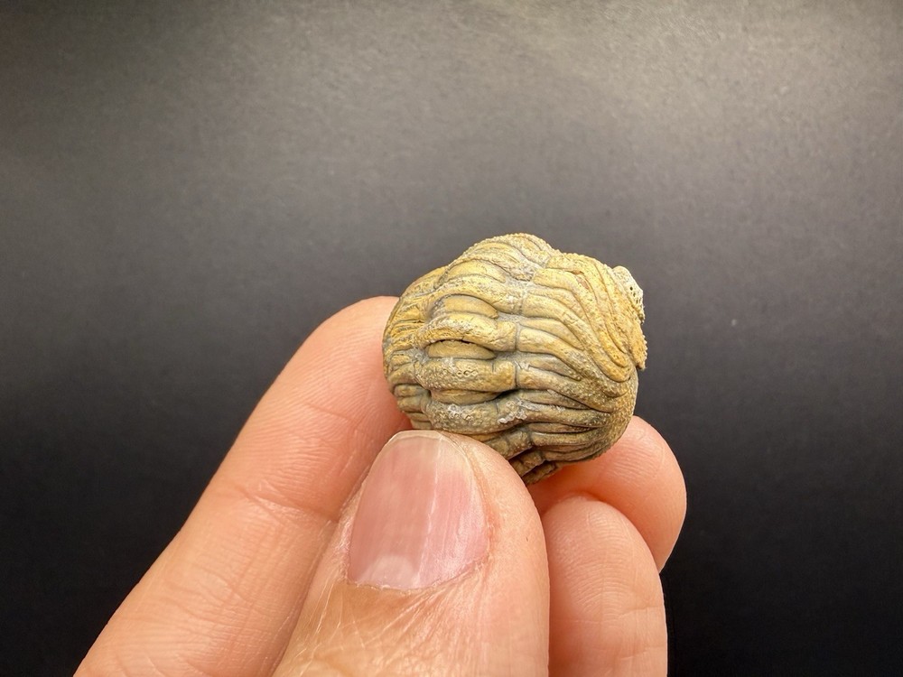 Enrolled Moroccops Trilobite