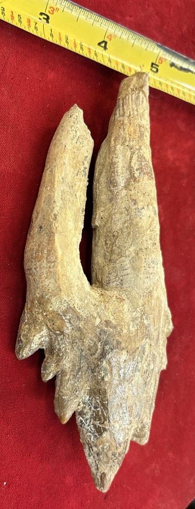 6” Basilosaurus Tooth 40-34 Mil Yrs Old Late Eocene