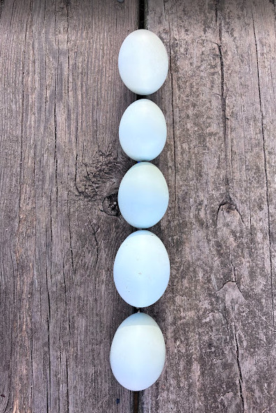 Mars Bars Olive Egger Fertile Hatching Eggs Kit 10++