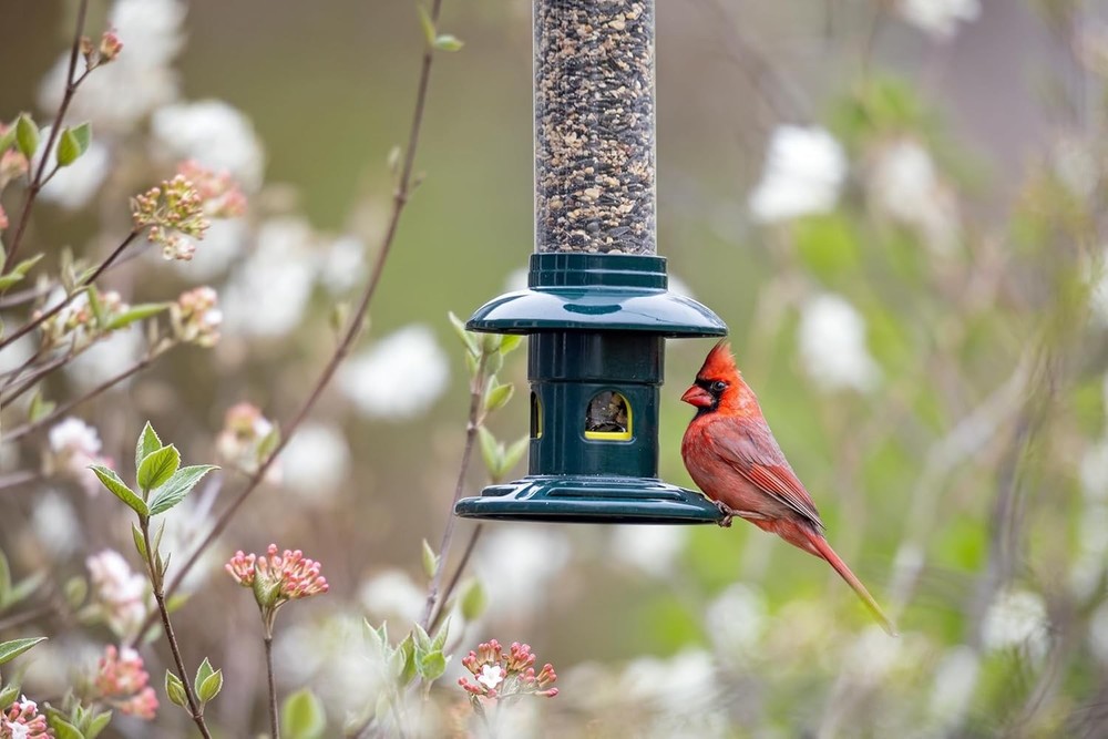 Squirrel Buster Evolution Truly Squirrel-Proof Bird Feeder Double Cardinal Ring