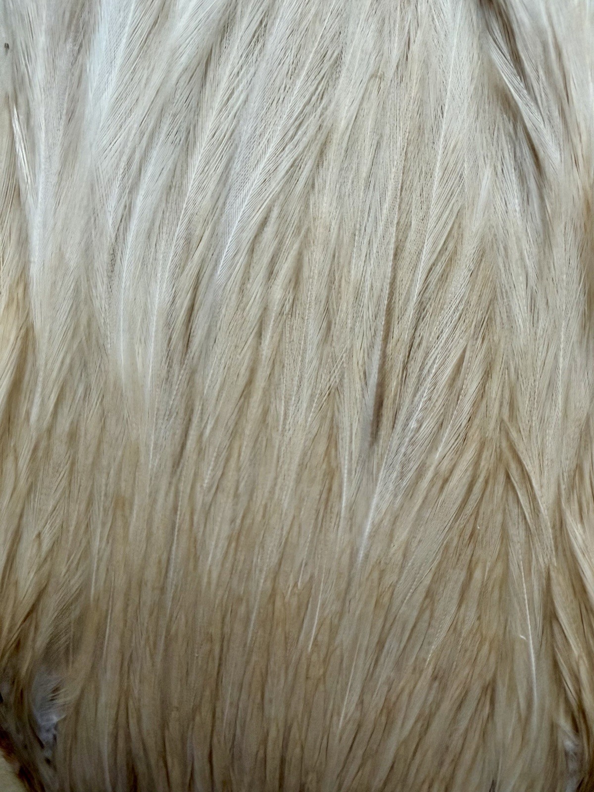 Metz Grade #1 Cape Cream 538-SH-E-L