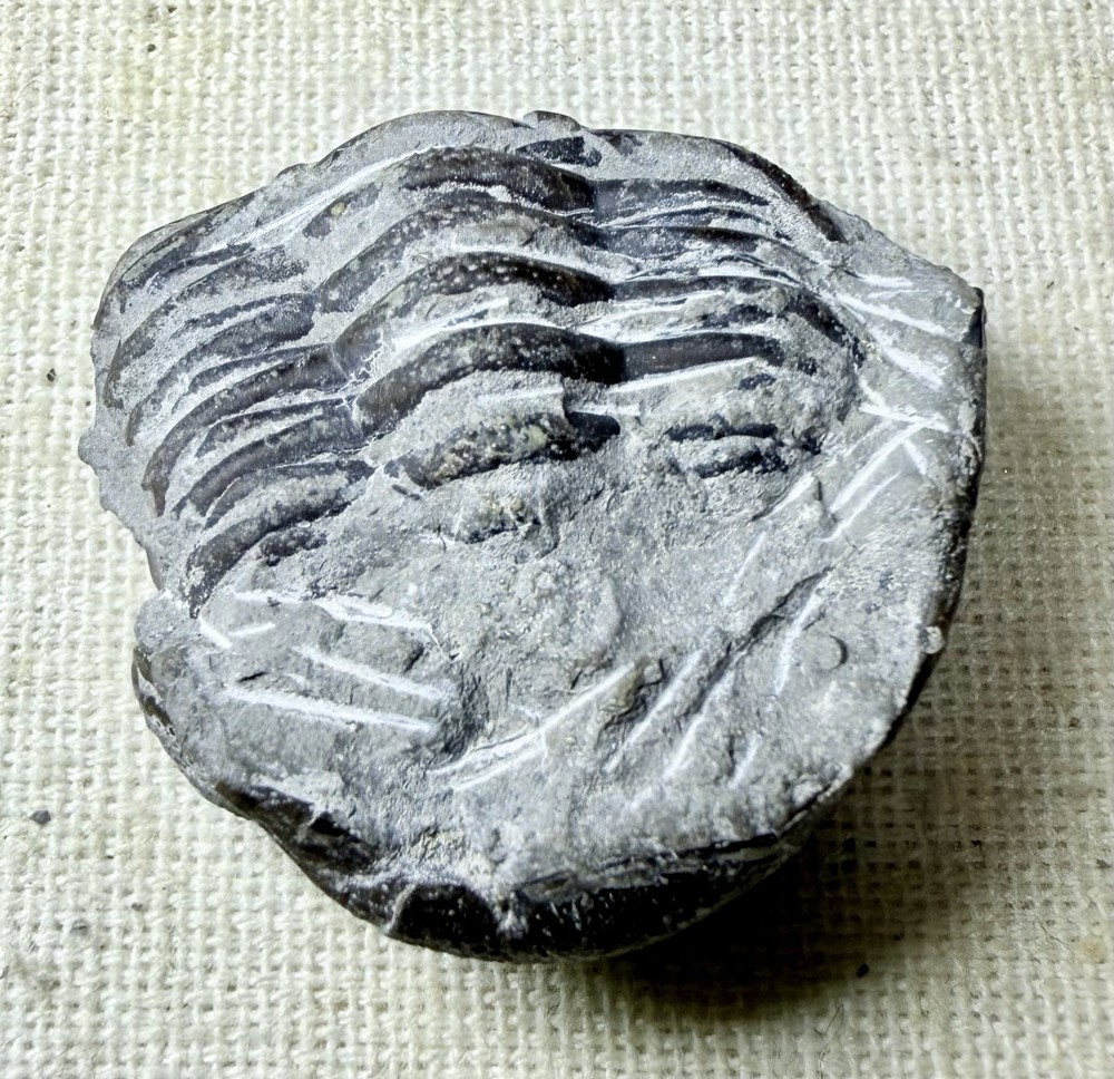 PREP PROJECT Phacops Trilobite ~ Silica Formation ~ Ohio ~ Devonian Period