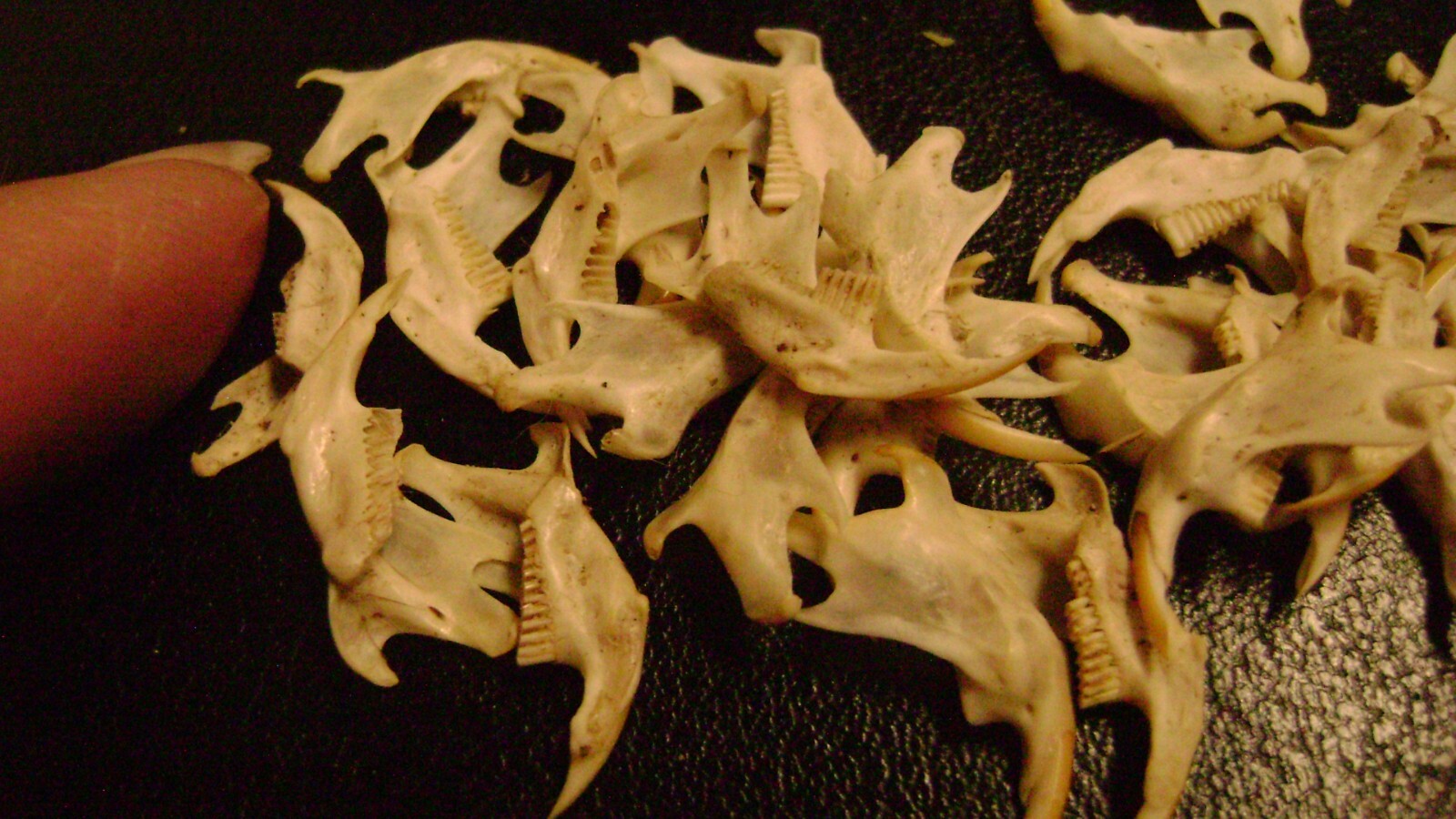20 REAL MOUSE JAWS tiny animal bones & teeth for JEWELRY earrings TAXIDERMY LOT