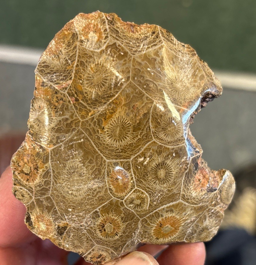 Petrified Coral End Polished