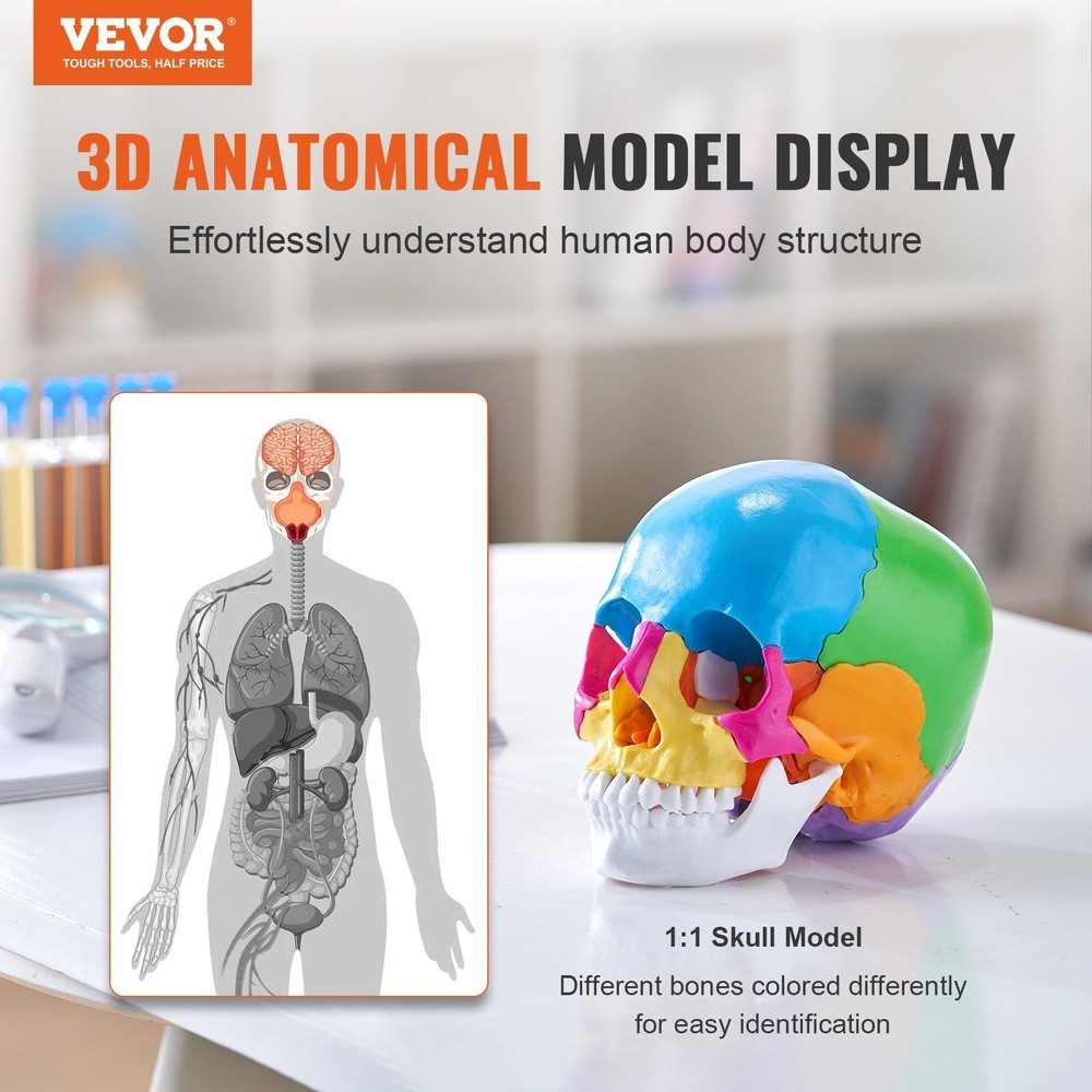 Anatomical PVC Skull Model 22 Sections Life-Size Detachable Study