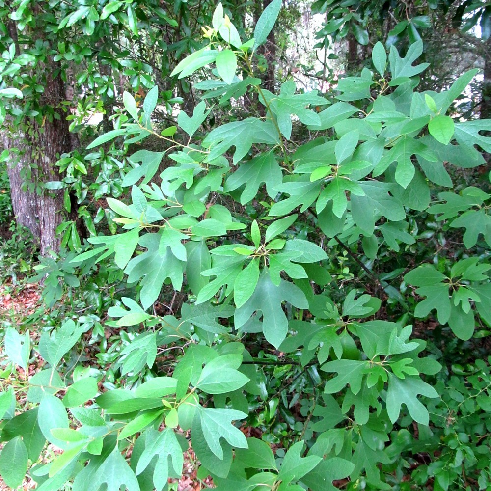 2  Sassafras  (Sassafras Albidum) Tree  Bare Root