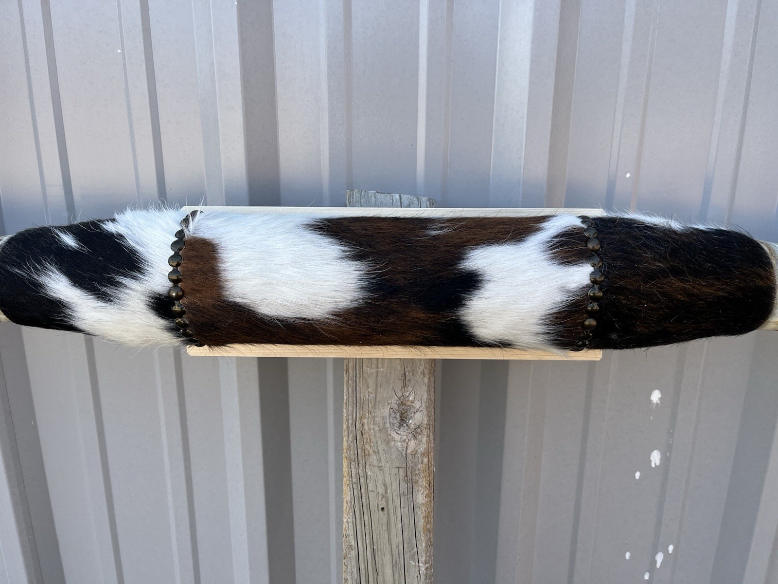 MOUNTED STEER HORNS 6 feet wide LONGHORN POLISHED MOUNT BULL COW