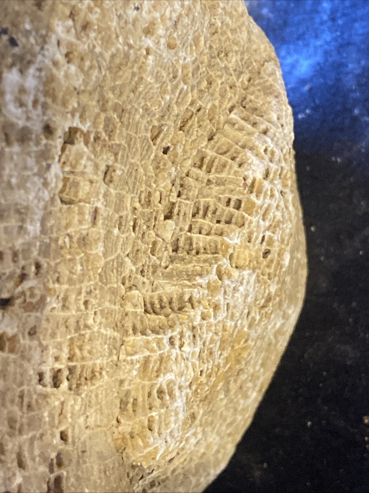 fossilized coral, a tabulate coral fossil specimen 3 Pounds From Kentucky