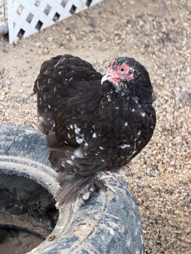 x10+ Chocolate Mottled Bantam Cochin Hatching Eggs