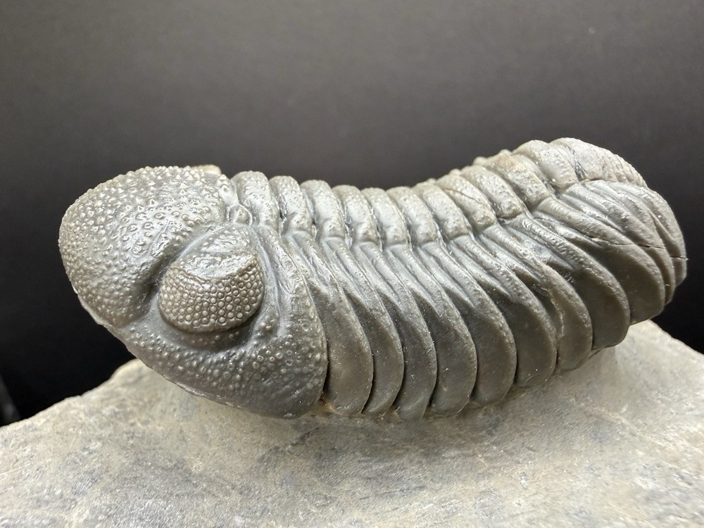 Moroccops Trilobite - Top Quality Specimen