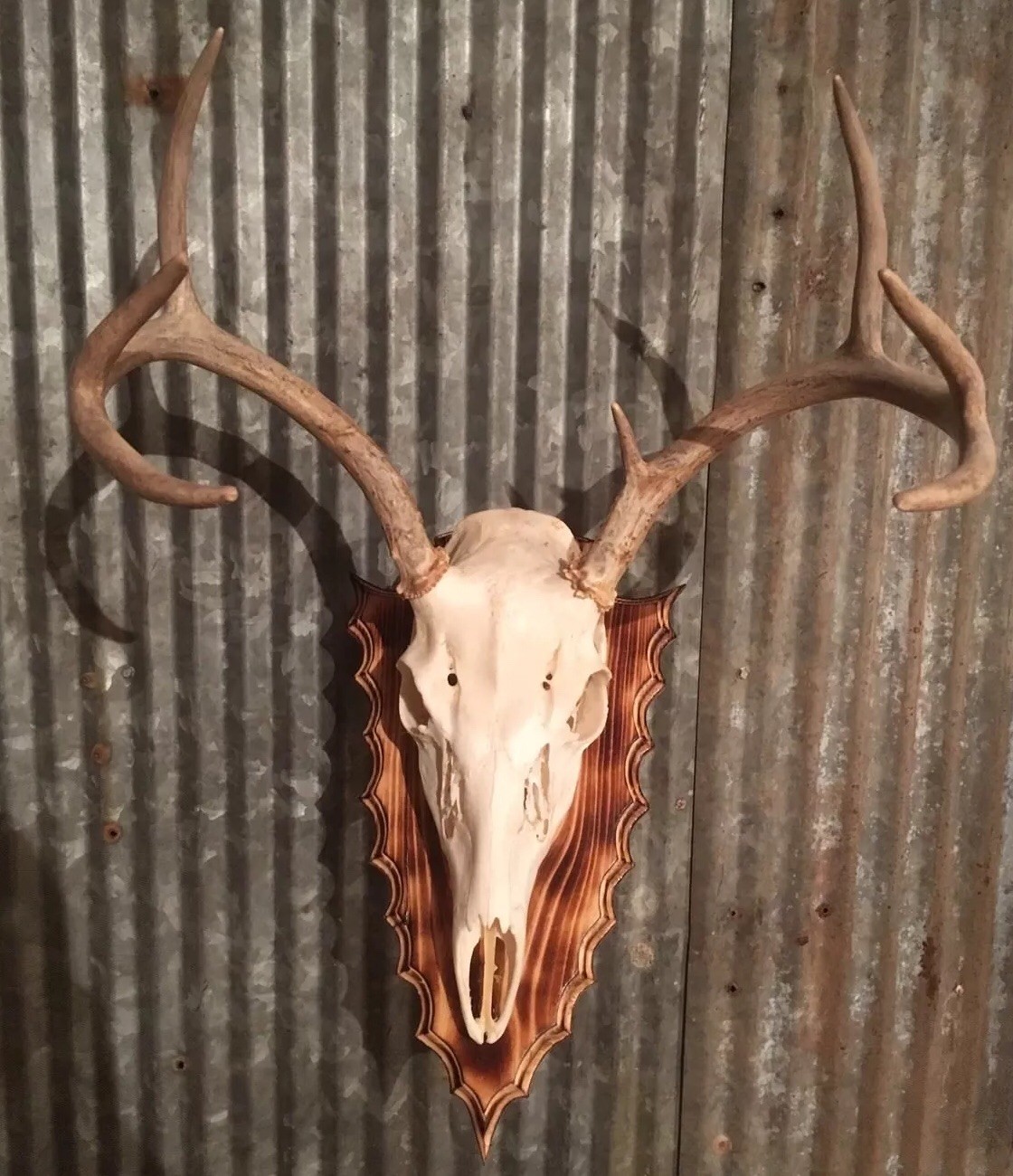 European Deer Skull Mount Wall / Table Pedestal Plaque Burned Pine Arrowhead