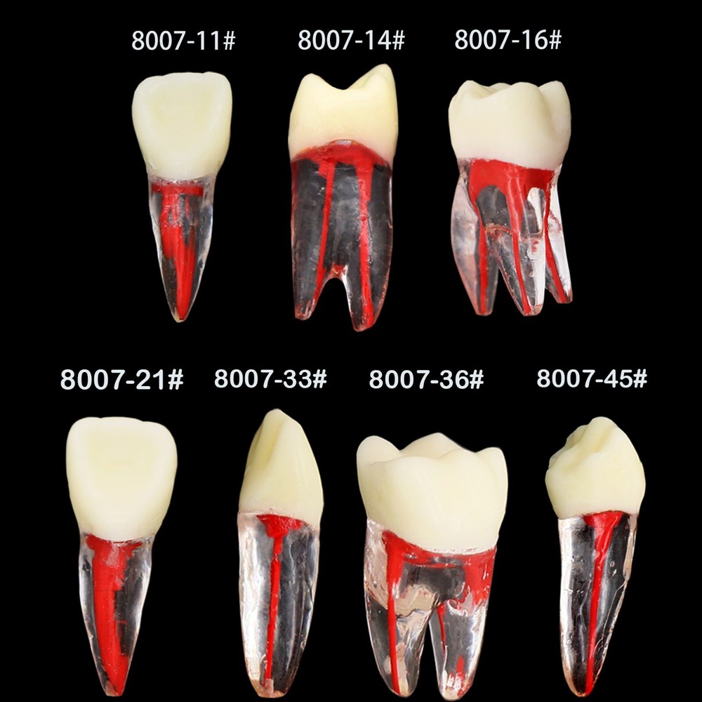 10Pcs Dental Endo Root Canal Teeth Model Practice Block RCT Pulp Cavity Study