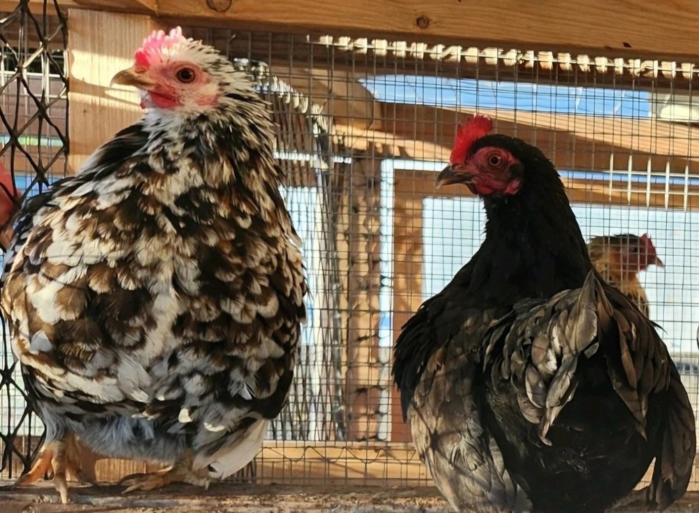 10++Fertile Serama (TINY CHICKENS) hatching Eggs NPIP/A1 Clean