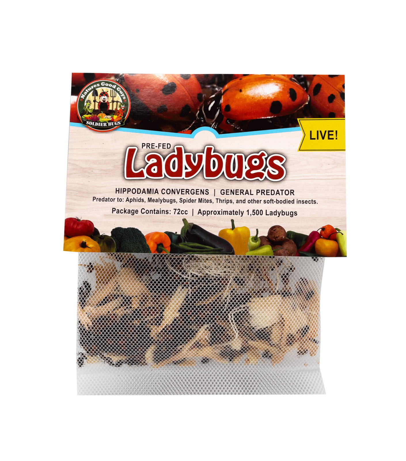 1,500 Live Ladybugs - Guaranteed Live Delivery!