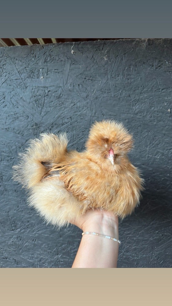 Lemon Cuckoo Silkie Hatching Eggs (12)