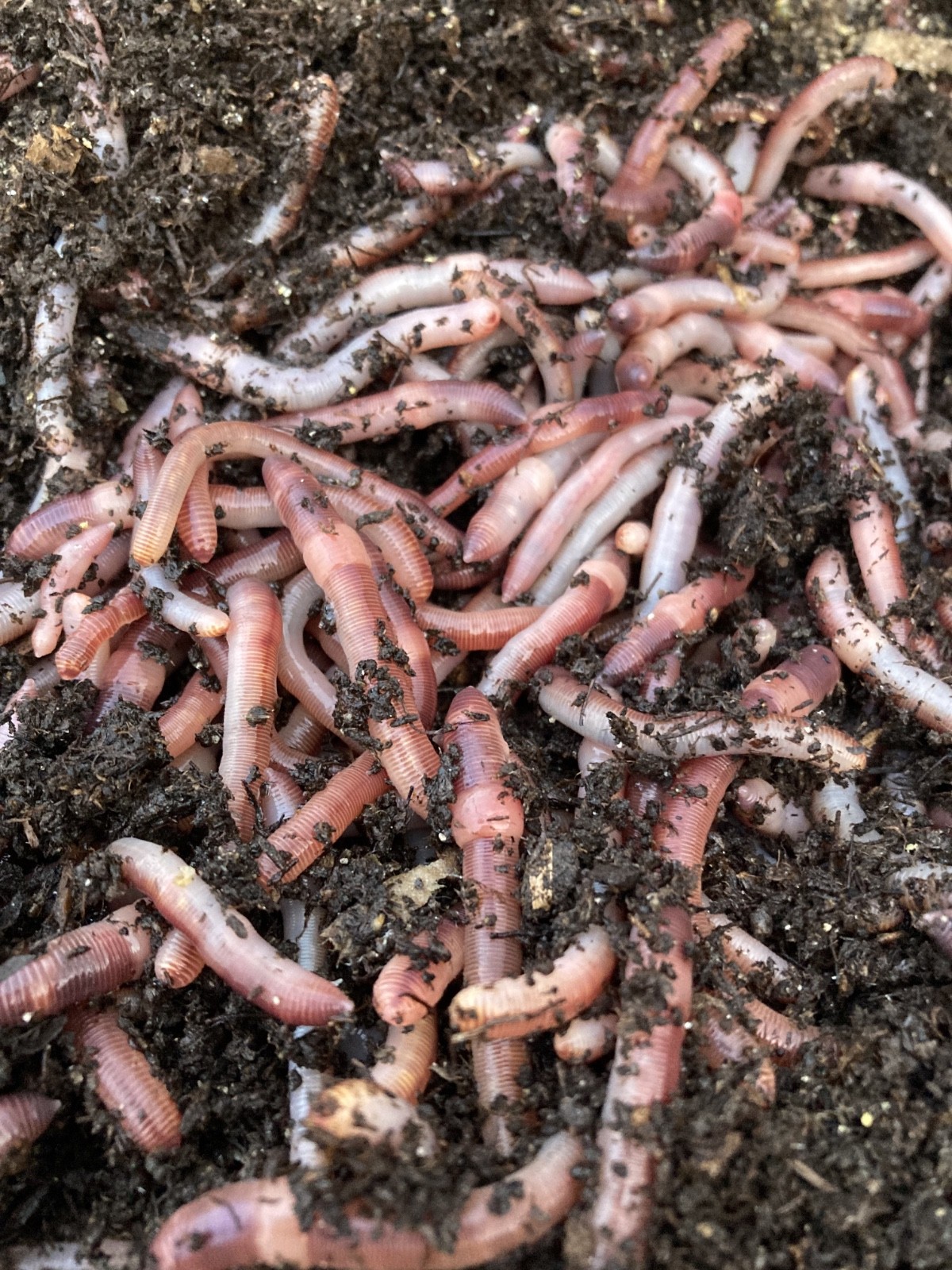 Bait worm European nightcrawler 200