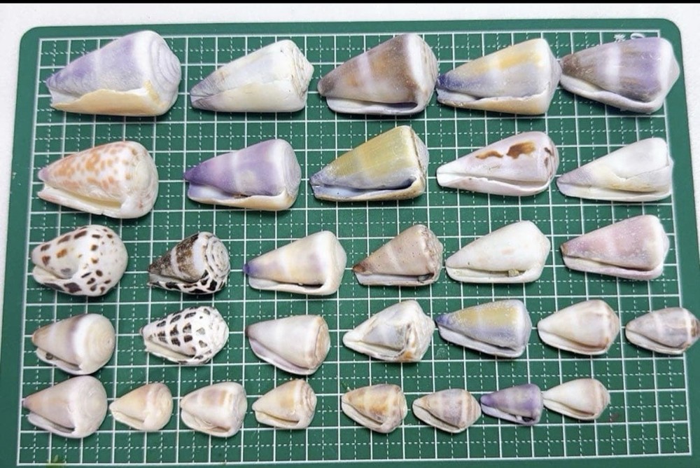 Cone Shell from japan Okinawa shell