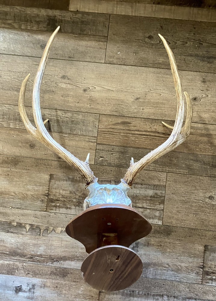 European Mule Deer 3 Point Wall Mount