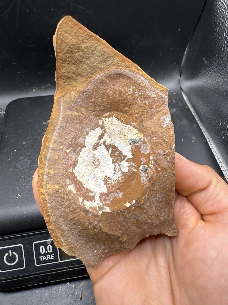 Fossilized Indiana Not Mazon Creek Ironstone Mudstone Concretion 645 Grams