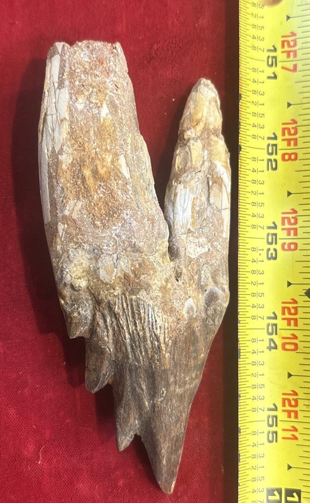 5” Basilosaurus Tooth 40-34 Mil Yrs Old Late Eocene