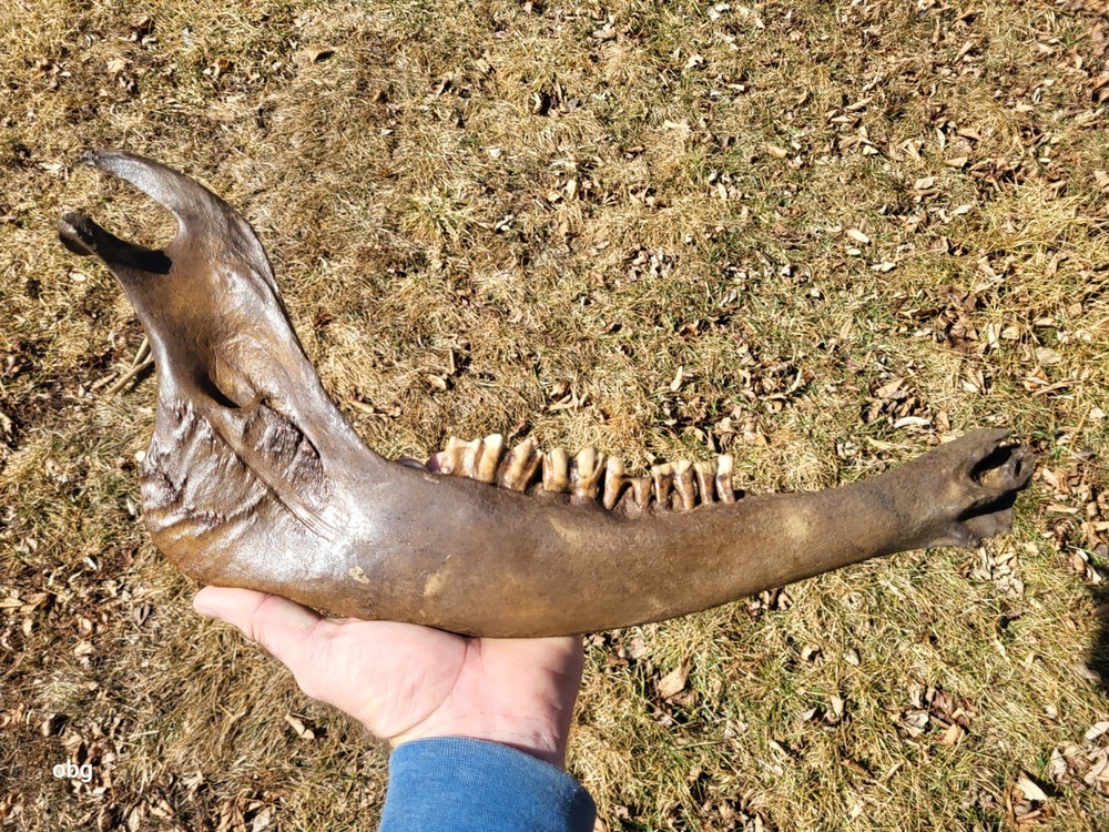 Historic Bison lower jaw bone buffalo