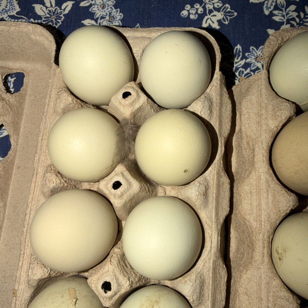 12 Rainbow Hatching Eggs Easter Egger Olive Egger Rainbow Eggs