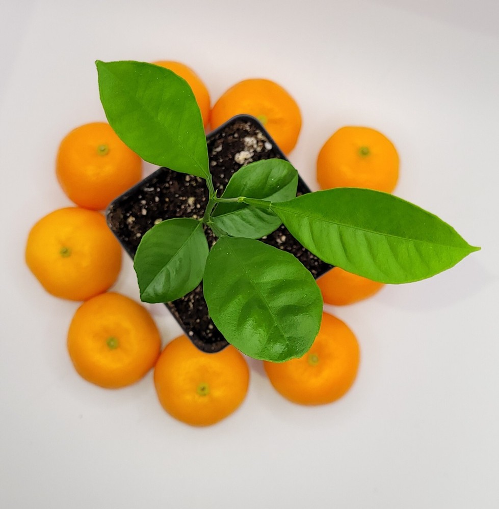 Calamondin/Calamansi seedling (Citrofortunella Microcarpa)
