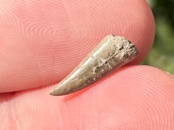 RARE Fossil Xiphactinus Fish Tooth Texas Cretaceous Pawpaw Formation