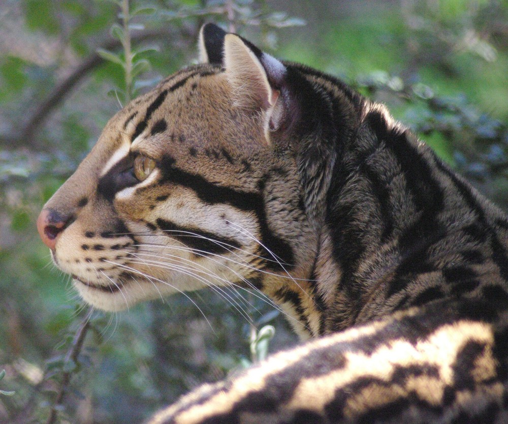 Ocelot Taxidermy Reference Photo Cd