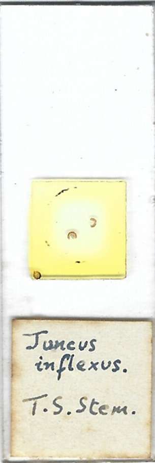 Junchus inflexus Stem t.s. Microscope Slide