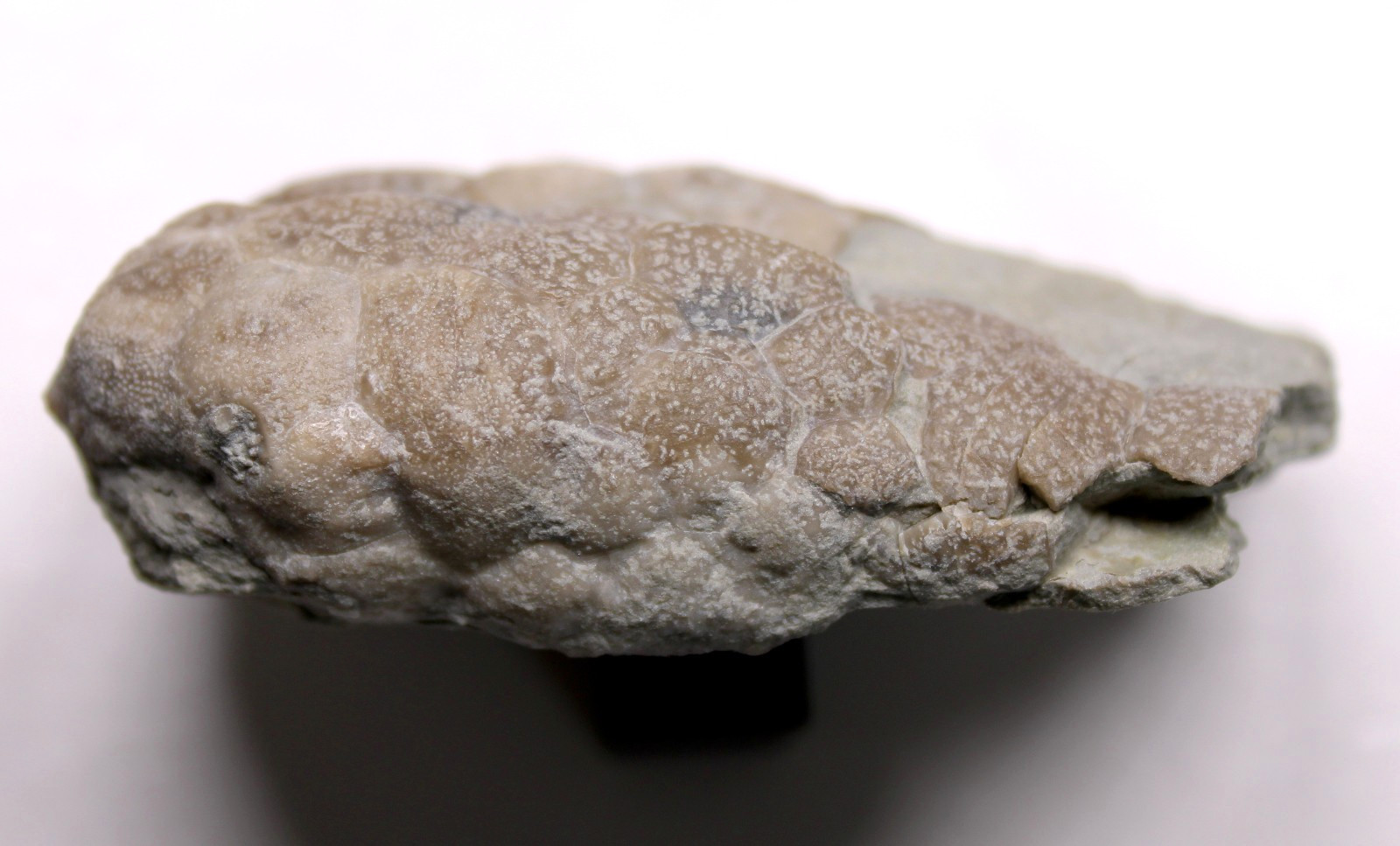 Triamara ventricosa Silurian Cystoid Fossil Indiana Massie Shale