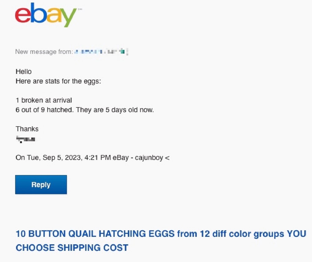 20 BUTTON QUAIL EGGS SILVER RED BREASTED ONLY ships 2 DAY FEDEX PLEASE READ ALL
