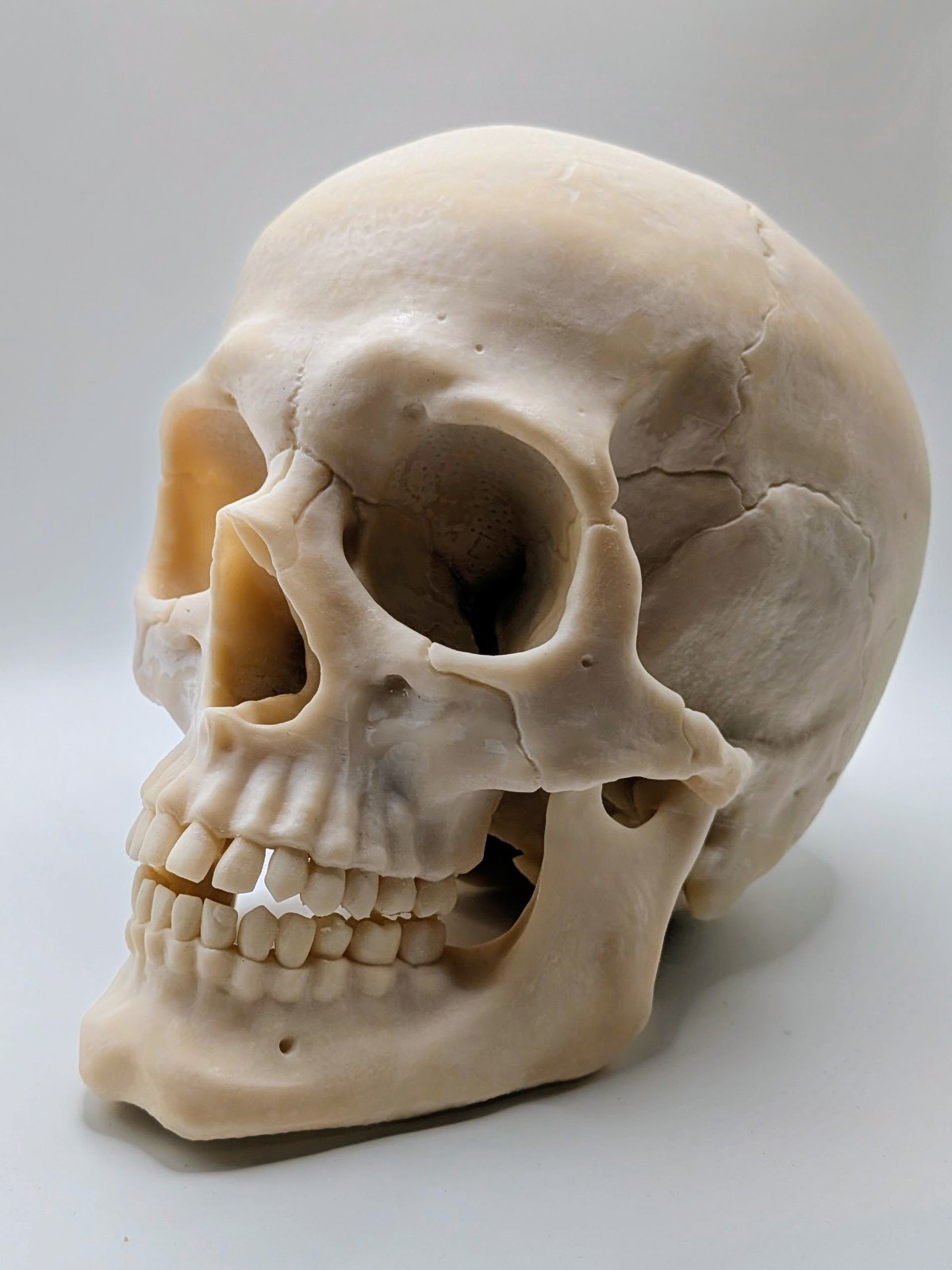 Human Skull Replica- Off White Resin Unpainted - 7 In Tall 1 Ibs