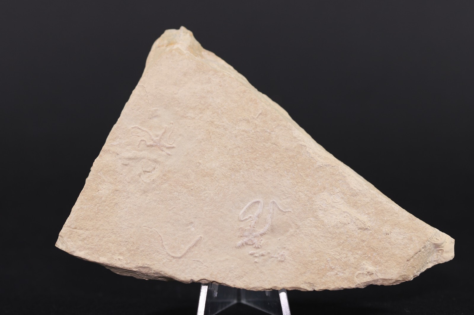 2 Jurassic Brittle Star Fossils Solnhofen Germany COA 5616