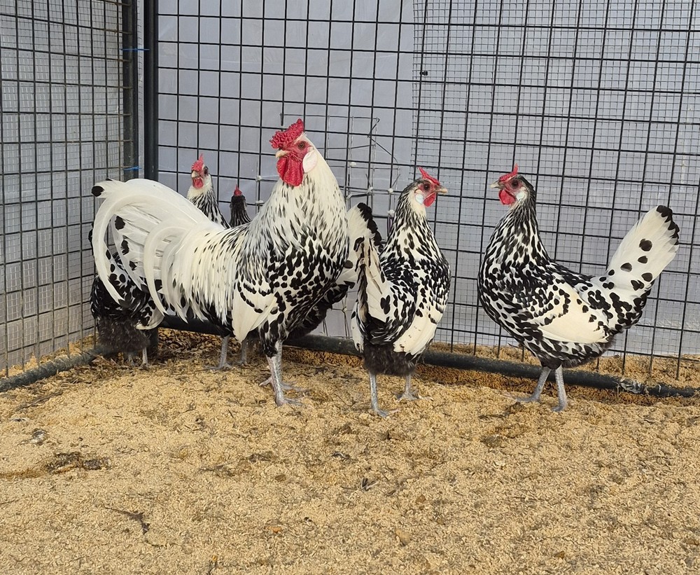 12+ Silver Spangled Hamburg Hatching Eggs NPIP Certified