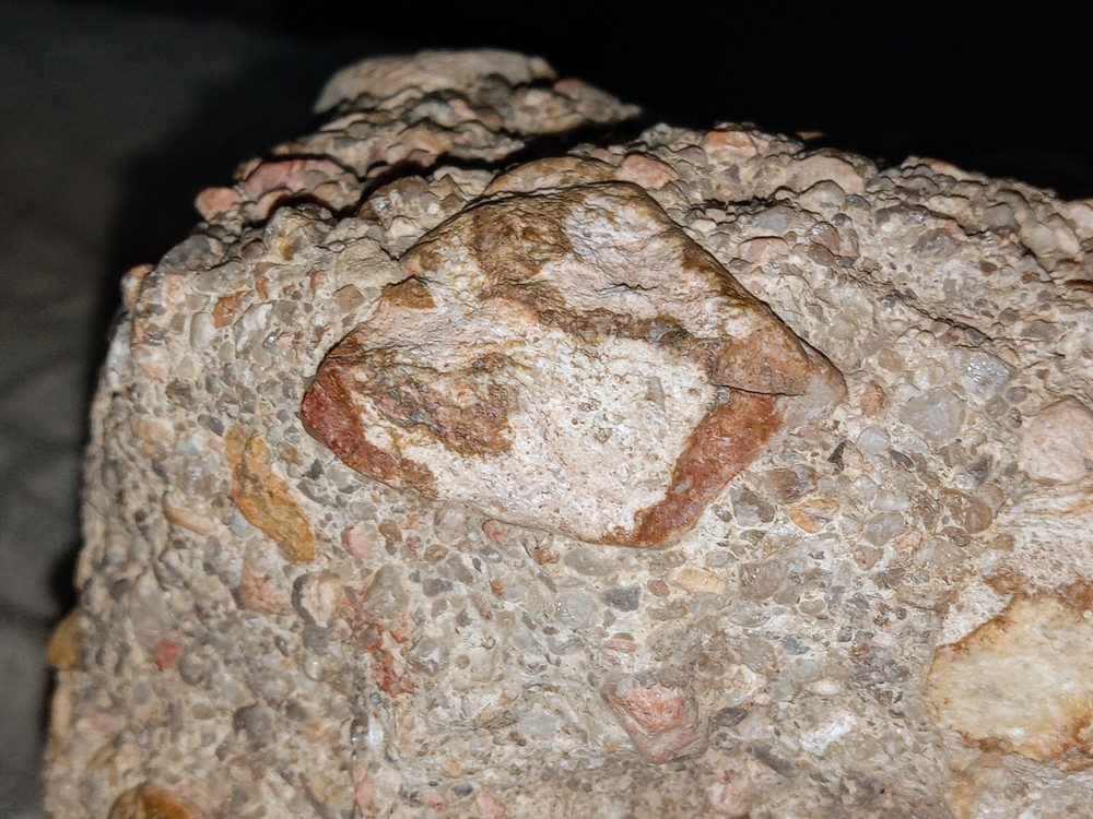 Clam? Fossil On Matrix