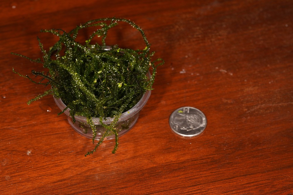 live Java Moss 2 oz. cup, grown in indoor aquaria