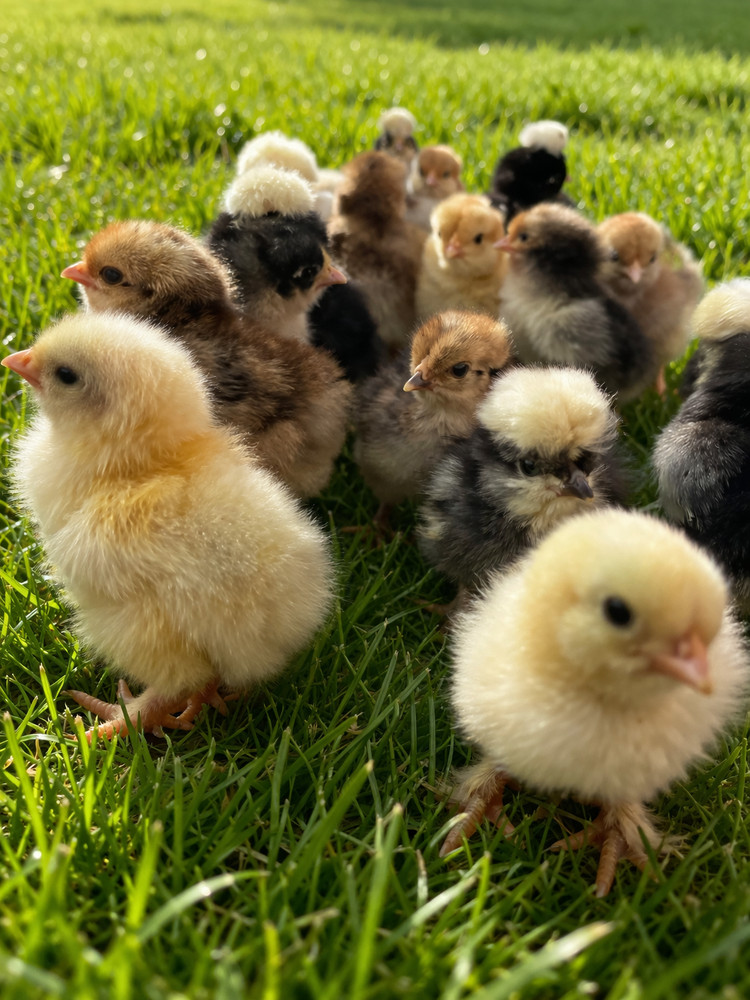 🥚 6+ GIANT Buff Laced Brahma Hatching Eggs show quality flock