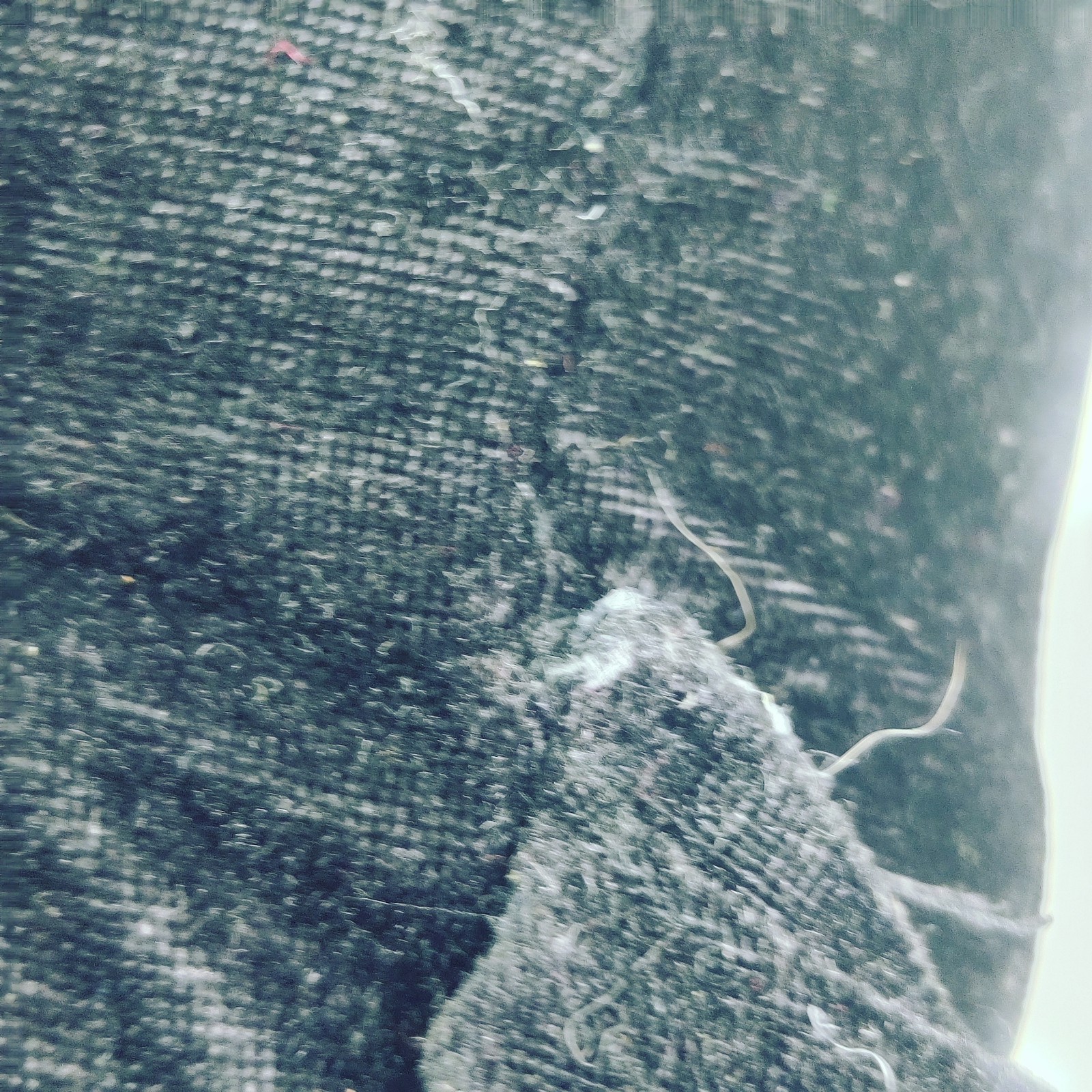 Fiesta Skelanimals Dax Dog Gothic Skeleton Stuffed Plush 18" large