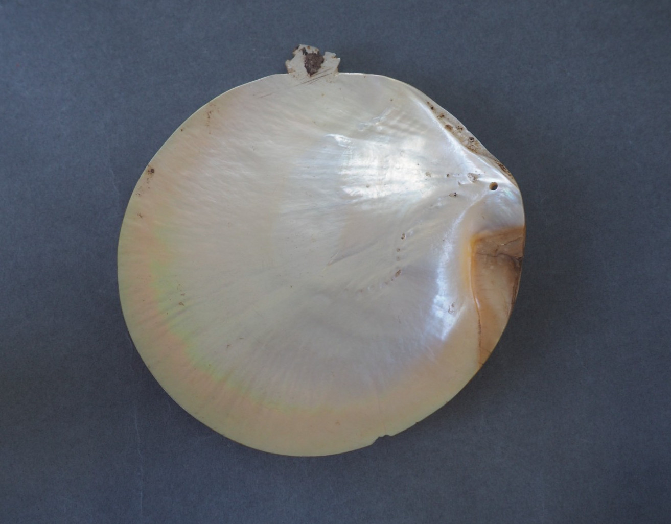 BEAUTIFUL OLD MOUNTED OCEANIC NEW BRITAIN PAPUA NEW GUINEA ARAWE CURRENCY SHELL