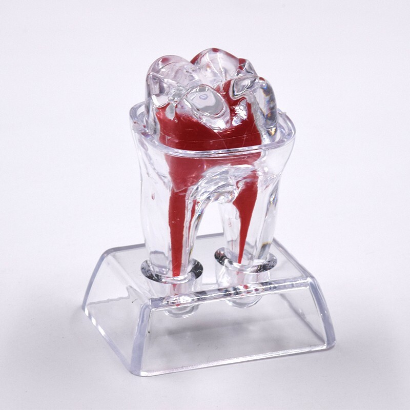 2X Dental Crystal Base Teeth Model Hard Plastic Teaching Demonstration Separable