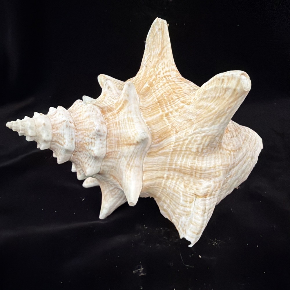 Queen Conch Shell 176.6mm No Collection Data (A666)