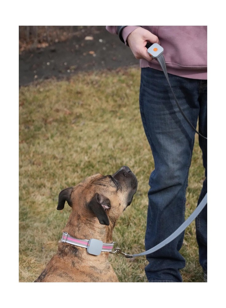 Dog Training Collar with Remote Controller - E Collar for Dogs Trai... Fast Ship